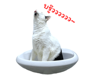 794501208