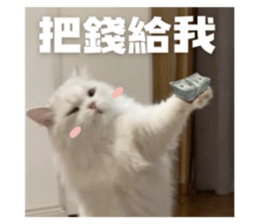 794516407