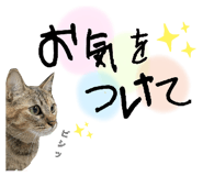794551456
