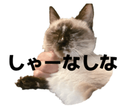 794671585
