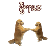 794693404