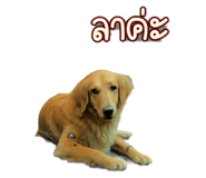 794693407