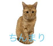 794699413