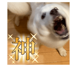 794785264