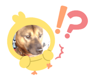 794888251