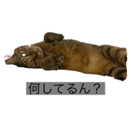 794924715