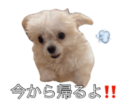 794933277
