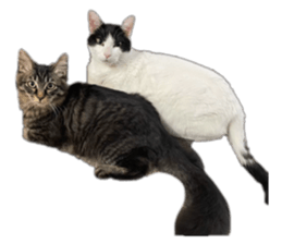 794978077