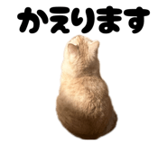 794988400