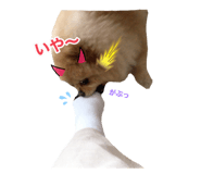 795020877