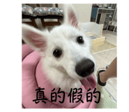 795030681