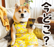 795098775