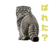 795138555