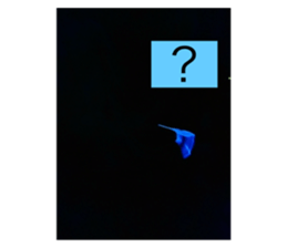 795181616