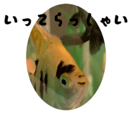 795239351