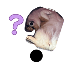 795295321