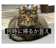 795306262