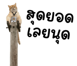 ลายที่ 19