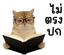 ลายที่ 23