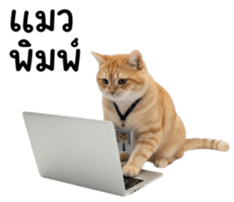 ลายที่ 29