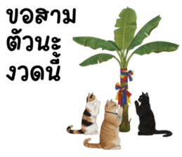 ลายที่ 35