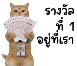 ลายที่ 37