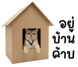 ลายที่ 55