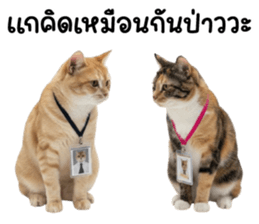 แมวส้มส้ม ❤️ ตัวตึงออฟฟิศ รูปที่ 34