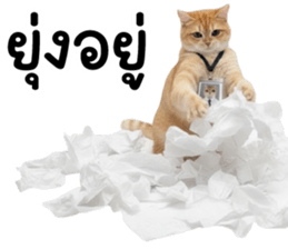 ลายที่ 75