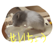 795376254