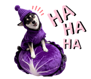 795428555