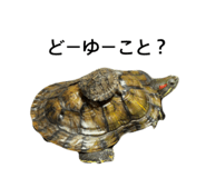 795442419