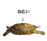 795442420