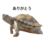 795442431