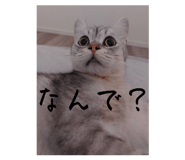 795460068