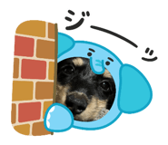 795462229