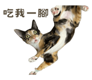 795509525
