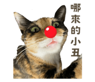 795509536