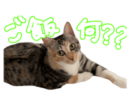 795839031