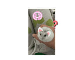 795966646