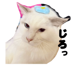 795968377