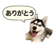 795970547