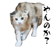 795976694