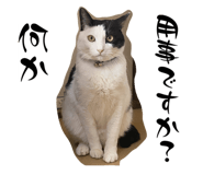 795976696
