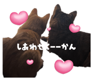 796001591