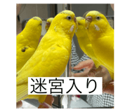 796008421