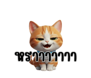 796250980