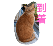 796268007