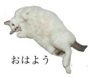 796278308