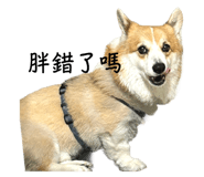 796338332